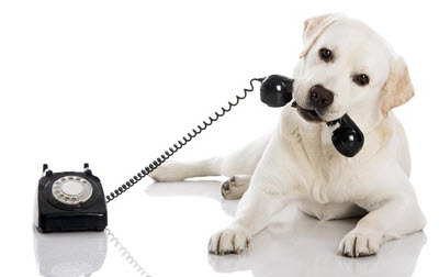 Consultation by Phone